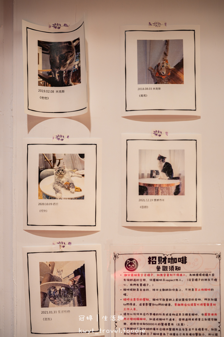 [新竹貓咪咖啡廳]招財咖啡，巷弄裡的療癒秘境！一樓有兩隻水豚君坐鎮、二樓是貓咪基地，新竹下午茶推薦，最新菜單