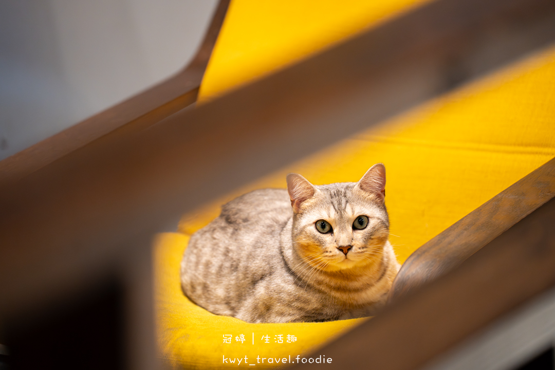 [新竹貓咪咖啡廳]招財咖啡，巷弄裡的療癒秘境！一樓有兩隻水豚君坐鎮、二樓是貓咪基地，新竹下午茶推薦，最新菜單