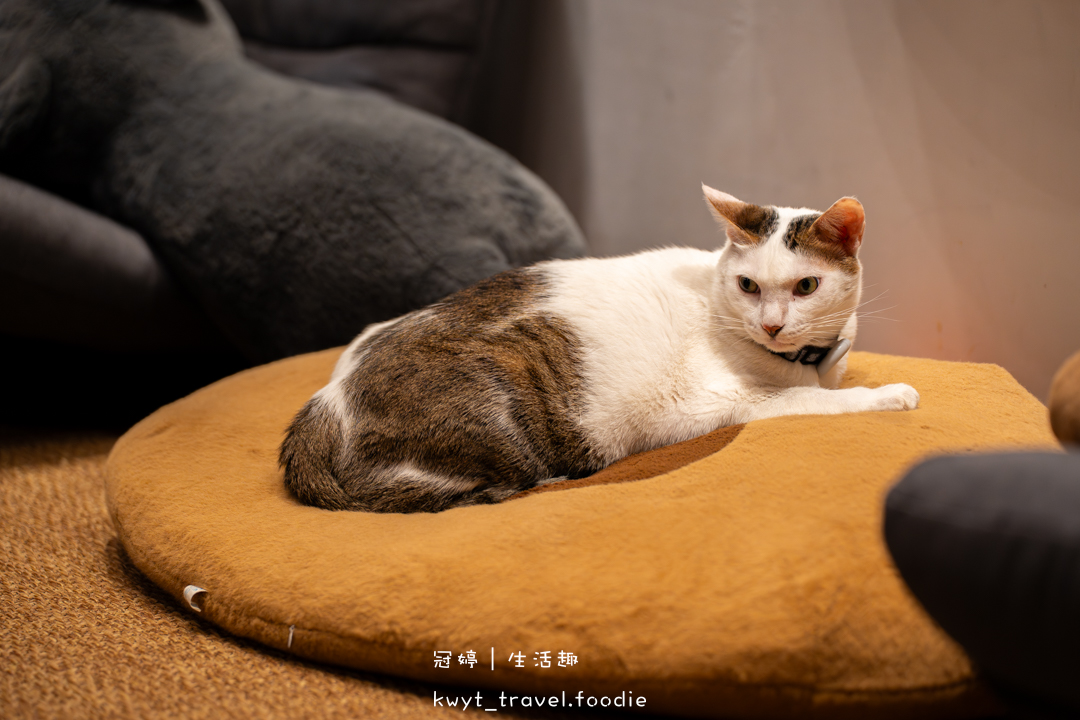 [新竹貓咪咖啡廳]招財咖啡，巷弄裡的療癒秘境！一樓有兩隻水豚君坐鎮、二樓是貓咪基地，新竹下午茶推薦，最新菜單