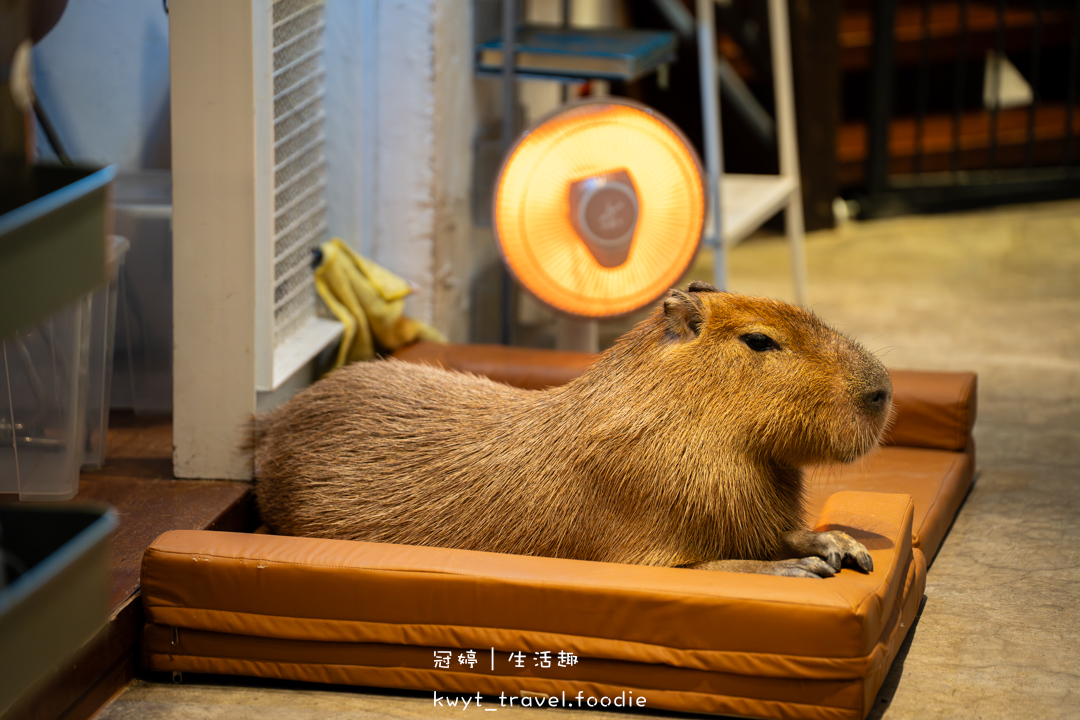 [新竹貓咪咖啡廳]招財咖啡，巷弄裡的療癒秘境！一樓有兩隻水豚君坐鎮、二樓是貓咪基地，新竹下午茶推薦，最新菜單