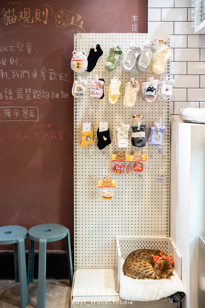 [新竹貓咪咖啡廳]招財咖啡，巷弄裡的療癒秘境！一樓有兩隻水豚君坐鎮、二樓是貓咪基地，新竹下午茶推薦，最新菜單