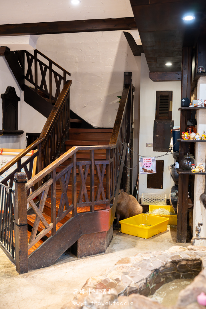 [新竹貓咪咖啡廳]招財咖啡，巷弄裡的療癒秘境！一樓有兩隻水豚君坐鎮、二樓是貓咪基地，新竹下午茶推薦，最新菜單